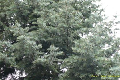 Abies concolor